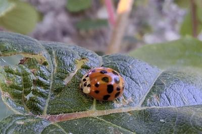 Harmonia axyridis