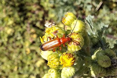 Rhagonycha fulva