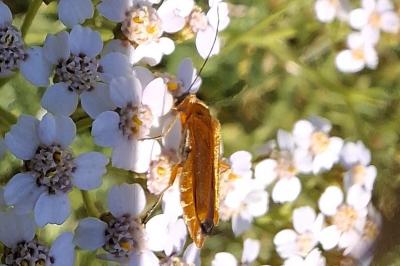Oedemera podagrariae