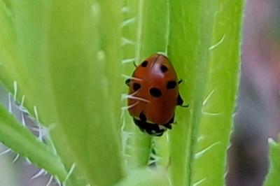 Hippodamia variegata