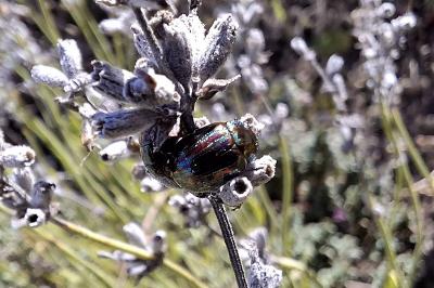 Chrysolina americana