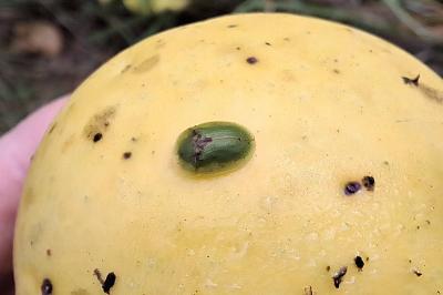 Exochomus quadripustulatus