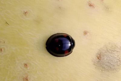 Exochomus quadripustulatus