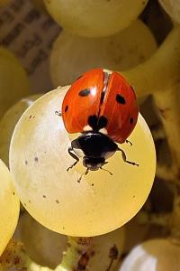 Coccinella septempunctata