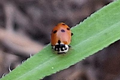 Hippodamia variegata