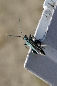 Oedemera nobilis