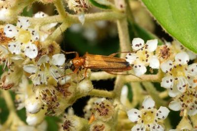 Oedemera podagrariae
