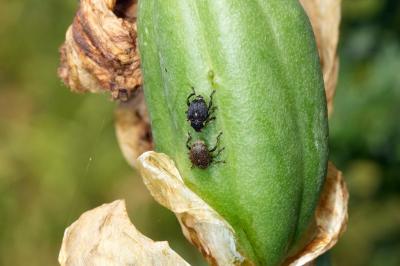 Mononychus punctumalbum