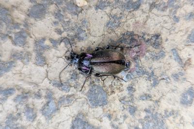 Carabus nemoralis