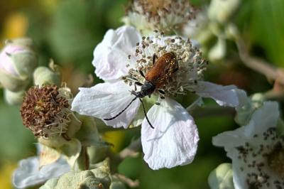 Pseudovadonia livida