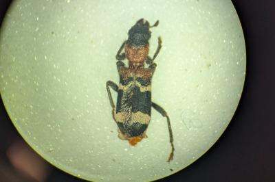 Thanasimus formicarius