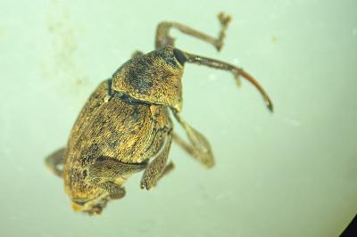 Curculio glandium