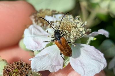 Pseudovadonia livida