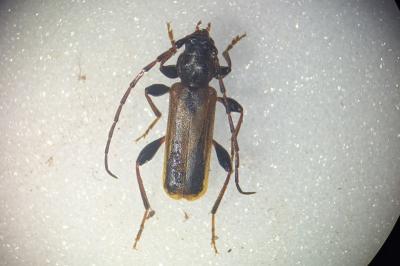 Phymatodes testaceus
