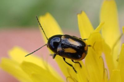 Cryptocephalus vittatus