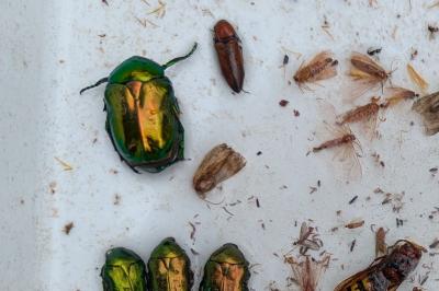 Cetonischema speciosissima