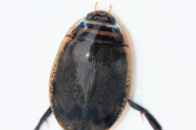 Acilius sulcatus