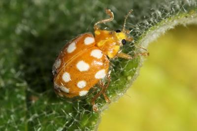 Halyzia sedecimguttata