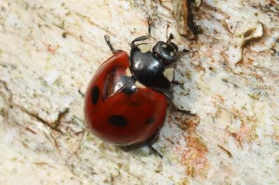 Coccinella septempunctata