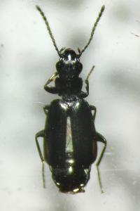 Microlestes luctuosus