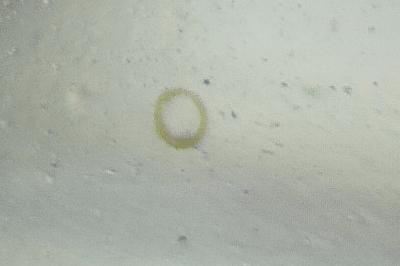 Microlestes luctuosus