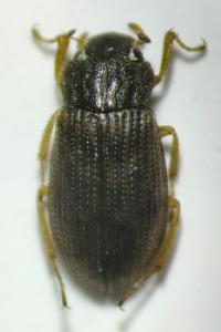 Helophorus obscurus