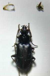 Agonum nigrum