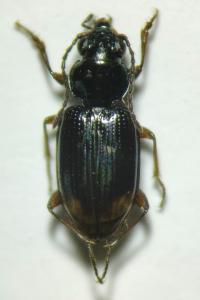 Bembidion lunulatum