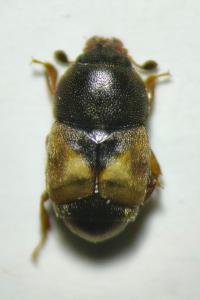 Carpophilus hemipterus