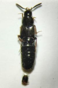 Aleochara