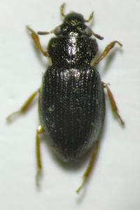 Ochthebius minimus