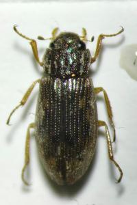 Helophorus obscurus