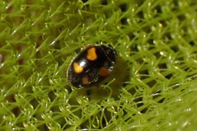 Nephus quadrimaculatus