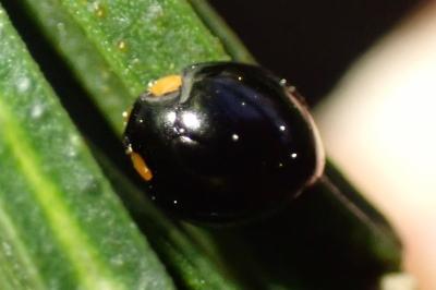 Parexochomus nigromaculatus