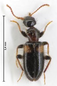 Hirticollis hispidus