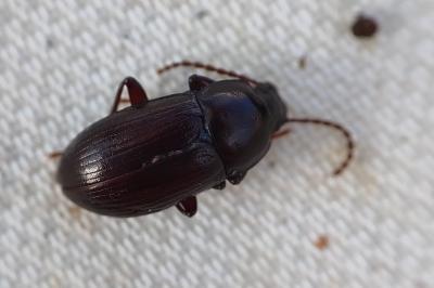 Nalassus laevioctostriatus