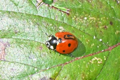 Coccinella septempunctata