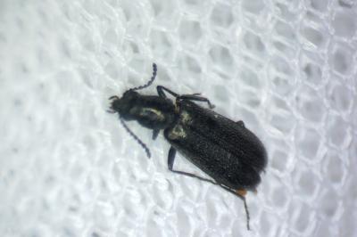 Dasytes aeratus
