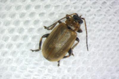 Lochmaea suturalis