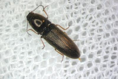 Nothodes parvulus
