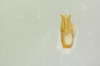 Nothodes parvulus