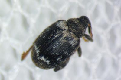 Orchestes hortorum