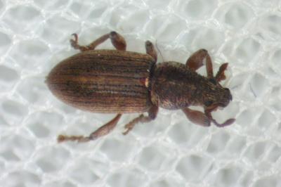 Polydrusus marginatus