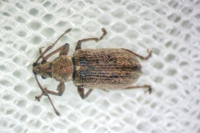 Phyllobius pyri