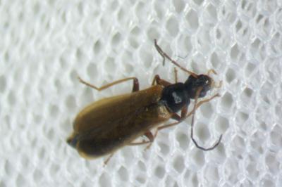 Rhagonycha lignosa