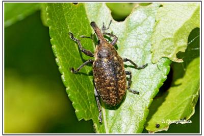 Larinus turbinatus