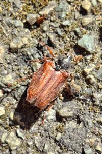 Melolontha melolontha