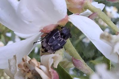 Valgus hemipterus