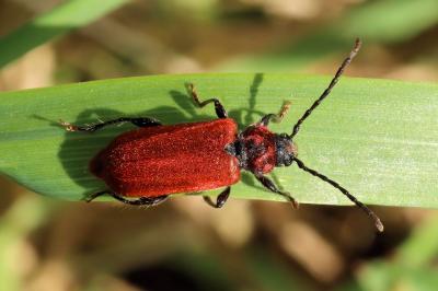 Pyrrhidium sanguineum