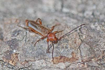 Phymatodes testaceus